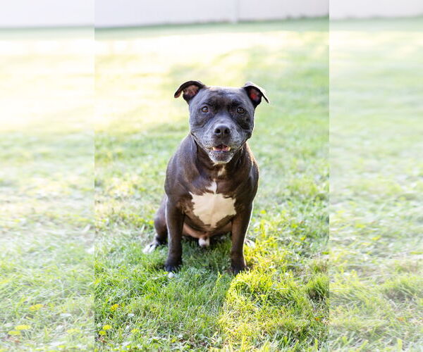 Medium Photo #3 Staffordshire Bull Terrier-Unknown Mix Puppy For Sale in Crete, IL, USA