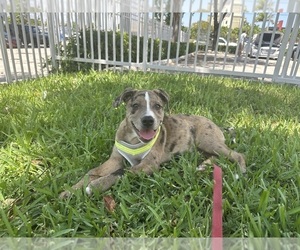 Australian Shepherd Puppy for sale in FORT LAUDERDALE, FL, USA