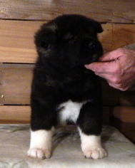 Akita Puppy for sale in FAYETTEVILLE, OH, USA