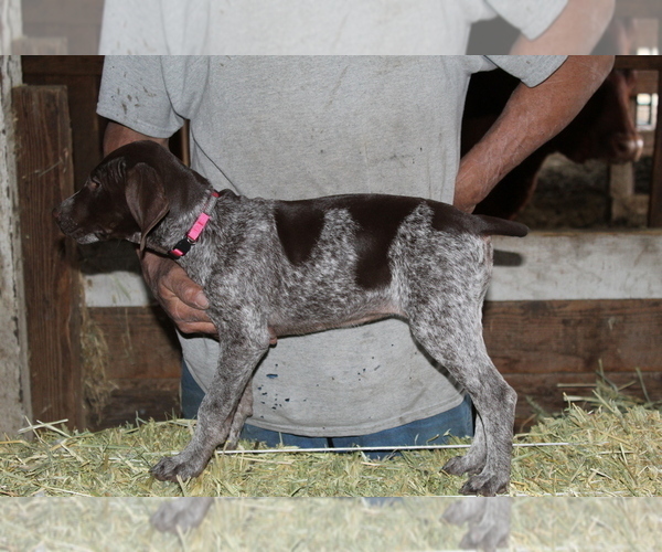 Medium Photo #3 German Shorthaired Pointer Puppy For Sale in SANGER, CA, USA