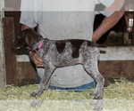 Small Photo #3 German Shorthaired Pointer Puppy For Sale in SANGER, CA, USA