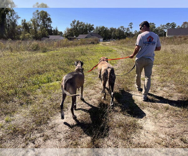 Medium Photo #4 Great Dane Puppy For Sale in Bullard, TX, USA