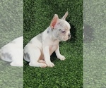 Small Photo #5 French Bulldog Puppy For Sale in MEMPHIS, TN, USA