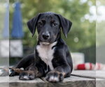 Small #2 Mutt