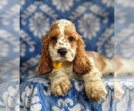 Small Photo #7 Cocker Spaniel Puppy For Sale in LEOLA, PA, USA