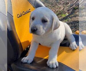 Labrador Retriever Puppy for sale in BLANCHE, NC, USA