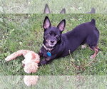 Small Miniature Pinscher