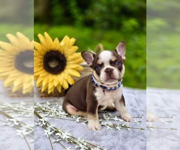 Medium Photo #9 French Bulldog Puppy For Sale in TOMBALL, TX, USA