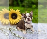 Small #8 French Bulldog