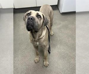 Neapolitan Mastiff Dogs for adoption in HESPERIA, CA, USA