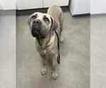 Small Neapolitan Mastiff