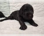Small Photo #11 Labradoodle Puppy For Sale in MOMEYER, NC, USA