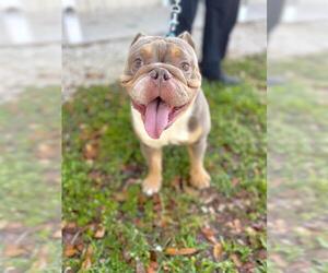 Bulldog Dogs for adoption in Naples, FL, USA