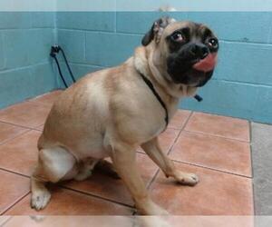 Pug Dogs for adoption in Downey, CA, USA