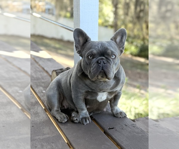 Medium Photo #1 French Bulldog Puppy For Sale in JACKSBORO, TX, USA