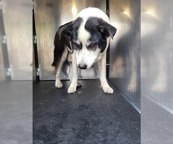 Medium Photo #1 Border Collie-Unknown Mix Puppy For Sale in San Antonio, TX, USA