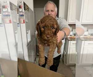 Doodle-Goldendoodle Mix Puppy for sale in SIMPSONVILLE, SC, USA