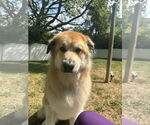 Small #2 Great Pyrenees Mix