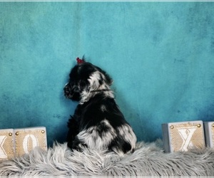 Cocker Spaniel Puppy for sale in WARSAW, IN, USA