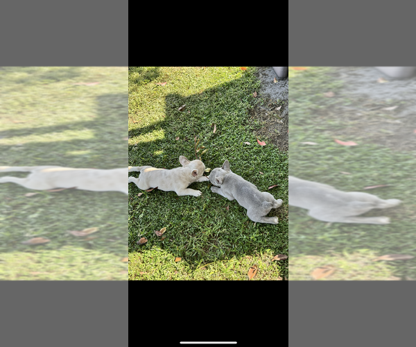 Medium Photo #4 French Bulldog Puppy For Sale in MICANOPY, FL, USA