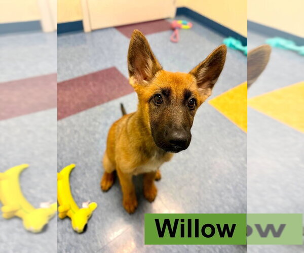 Medium Photo #2 German Shepherd Dog-Unknown Mix Puppy For Sale in Imlay City, MI, USA