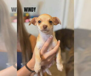 Chihuahua-Unknown Mix Dogs for adoption in Aurora, IN, USA