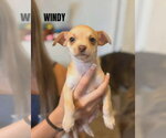 Small Chihuahua Mix