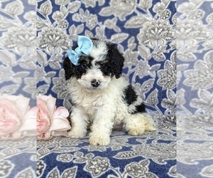 Miniature Bernedoodle Puppy for sale in OXFORD, PA, USA