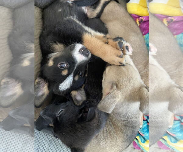 Medium Photo #2 Mutt Puppy For Sale in Sandy, UT, USA