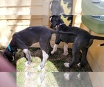 Small Photo #14 Great Dane Puppy For Sale in OGDEN, UT, USA