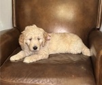 Puppy Linda English Cream Golden Retriever-Poodle (Standard) Mix