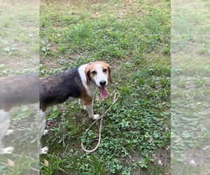 Treeing Walker Coonhound-Unknown Mix Dogs for adoption in Boston, MA, USA