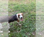Small Treeing Walker Coonhound Mix