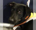 PETER PIBBLES - Male American Staffordshire Terrier-Unknown Mix Dog for Adoption - Small photo