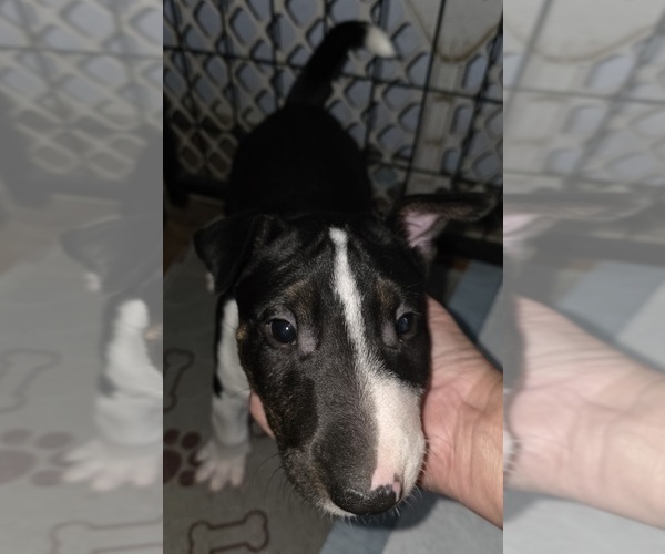 Medium Photo #3 Bull Terrier Puppy For Sale in LONG BEACH, CA, USA