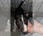 Small #2 Bull Terrier