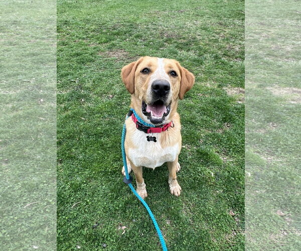 Medium Photo #6 Labrador Retriever-Unknown Mix Puppy For Sale in Rockaway, NJ, USA