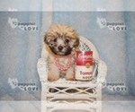 Small Photo #10 Maltese-Poodle (Toy) Mix Puppy For Sale in SANGER, TX, USA