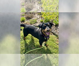 Mutt Dogs for adoption in Weaverville, NC, USA
