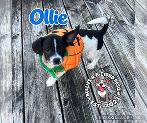 Ollie - Male Ratshi Terrier Dog for Adoption - Photo #3