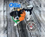 Small Photo #3 Ratshi Terrier Puppy For Sale in Omaha, NE, USA