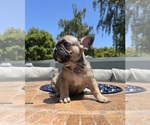 Puppy Miller French Bulldog