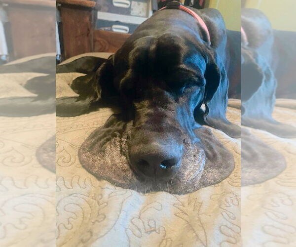Medium Photo #4 Great Dane Puppy For Sale in Bullard, TX, USA