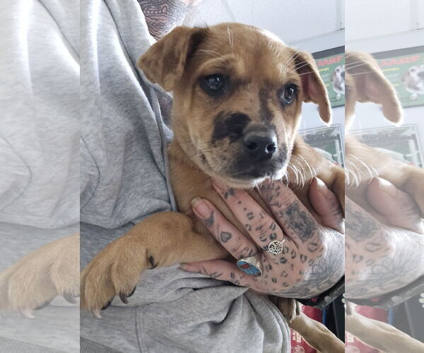 Medium Photo #3 Australian Shepherd-Unknown Mix Puppy For Sale in Aurora, CO, USA