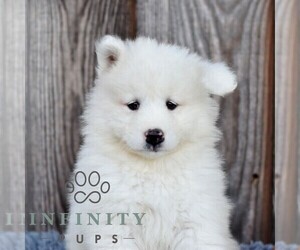 Samoyed Puppy for sale in MILLERSTOWN, PA, USA