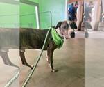 Small #15 Mutt