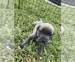 Small Photo #25 Cane Corso Puppy For Sale in ROYAL PALM BEACH, FL, USA
