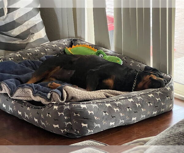 Medium Photo #4 Rottweiler Puppy For Sale in San Diego, CA, USA