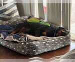 Small #3 Rottweiler