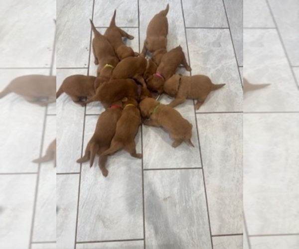 Medium Photo #9 Golden Retriever Puppy For Sale in AUMSVILLE, OR, USA